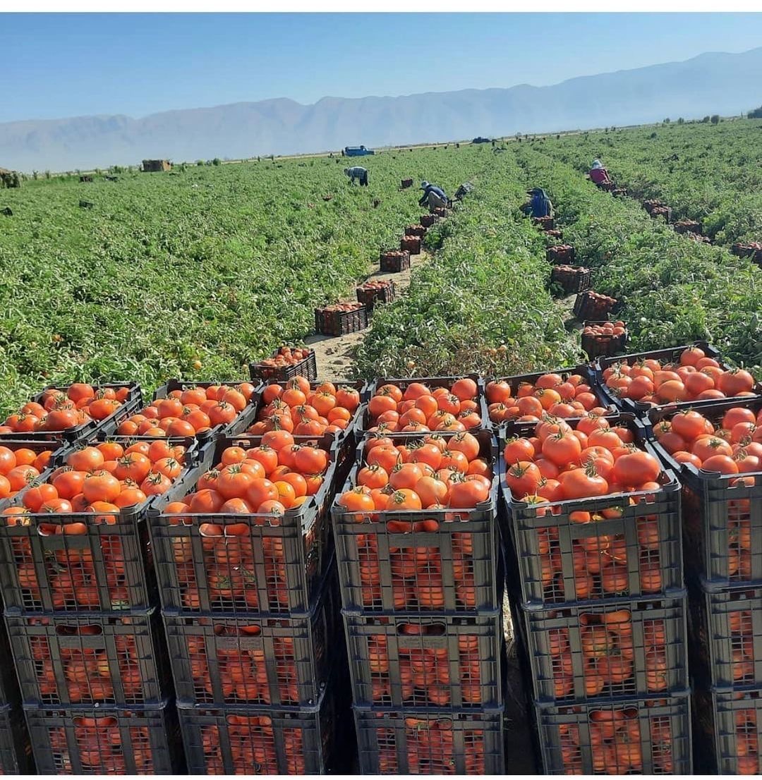 Farm Produce